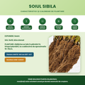 Stoloni Sibila - infografic soi