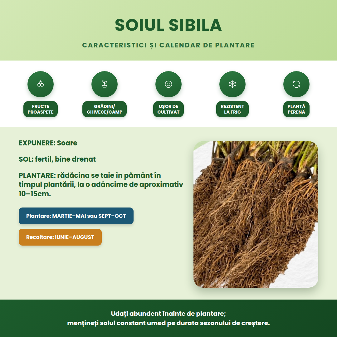 Stoloni Sibila - infografic soi